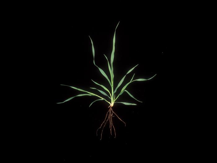 Avoine cultivée(Avena sativa)_9