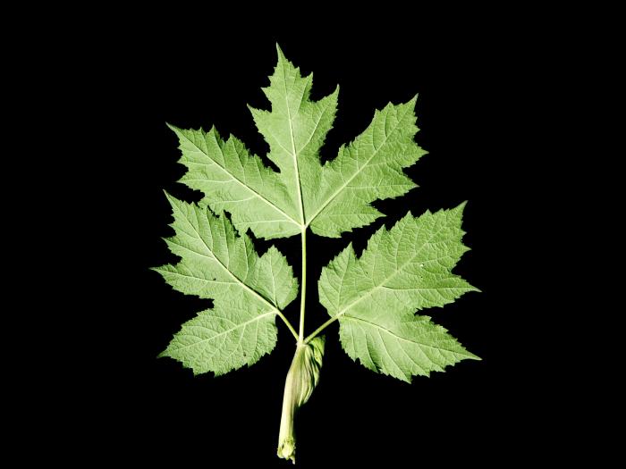 Berce laineuse(Heracleum maximum)_6