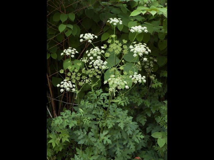 Berce commune(Heracleum sphondylium)_7