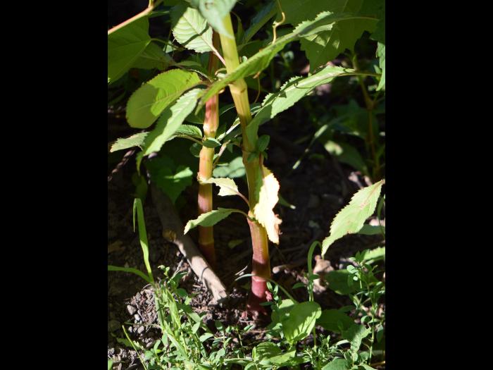 Impatiente glanduleuse (Impatiens glandulifera)_6
