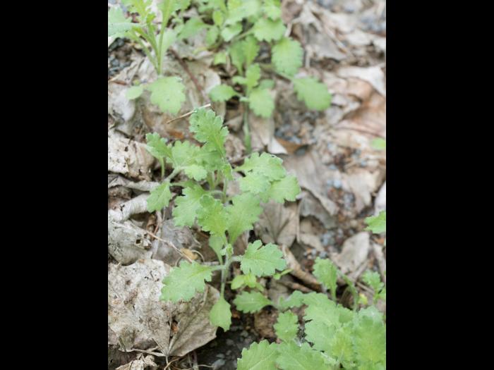 Seneçon visqueux (Senecio viscosus)_3