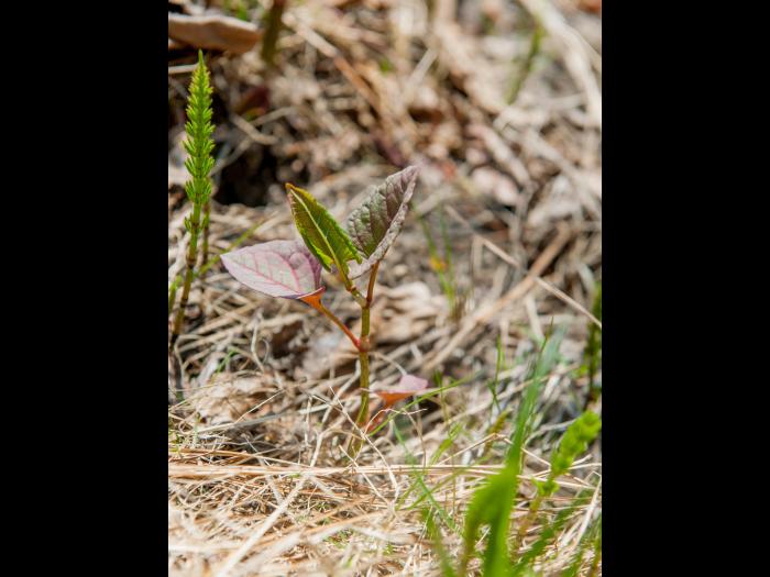 Renouée Japon (Reynoutria japonica)_17