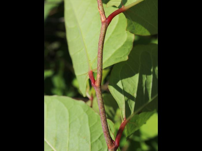 Renouée Japon (Reynoutria japonica)_23