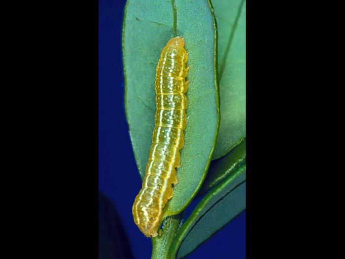 Noctuelle cuivrée (Amphipyra pyramidoides)_1