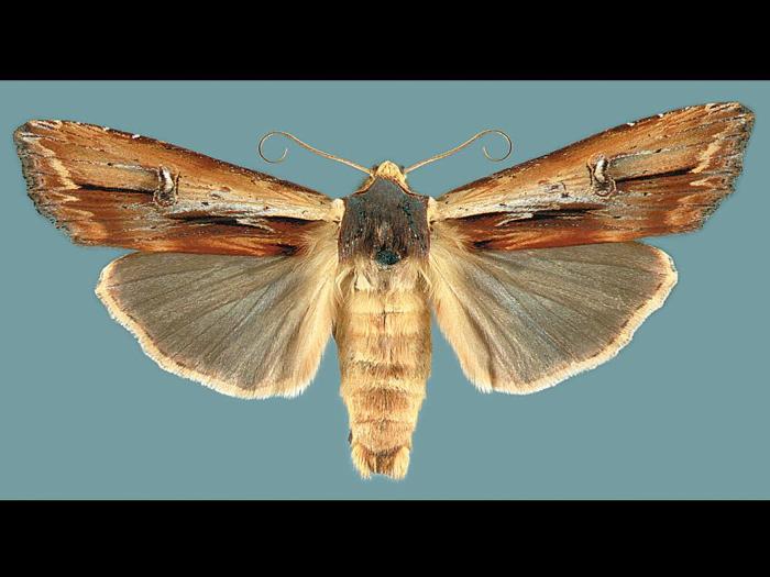 Fausse légionnaire (Xylena nupera)_2