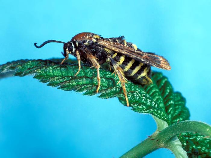 Rhizophage du framboisier (Pennisetia marginata)_4