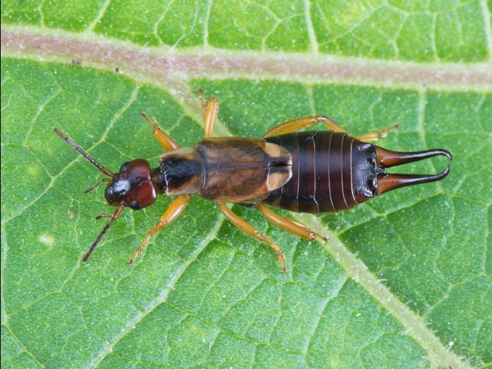 Perce-oreille européen (Forficula auricularia)_1