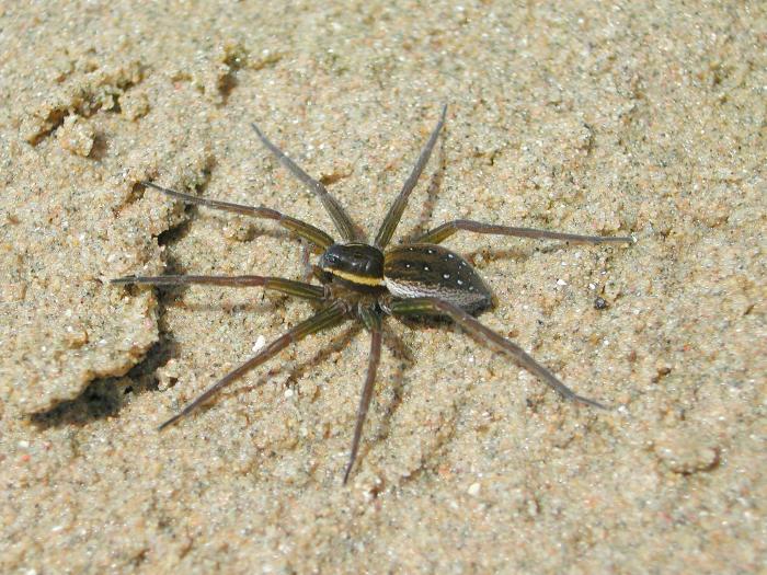 Pisauridés (Pisauridae)