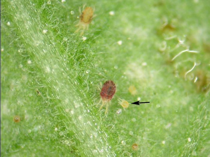 Tetranychus cinnabarinus_3