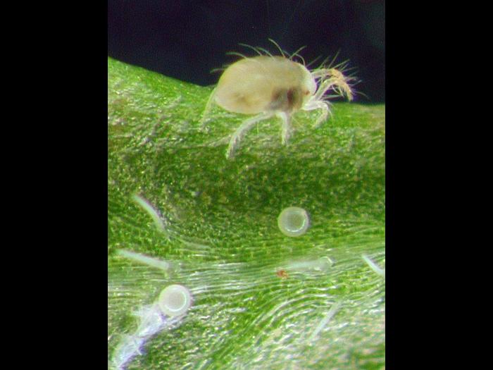 Tétranyque à deux points (Tetranychus urticae)_5