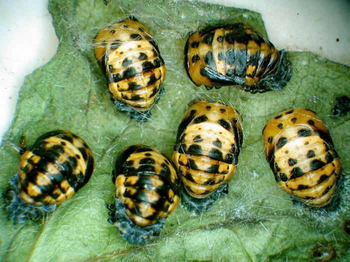 Coccinelle à sept points (Coccinella septempunctata)