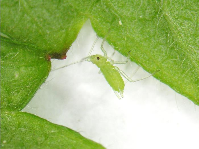 Amphorophora agathonica_1