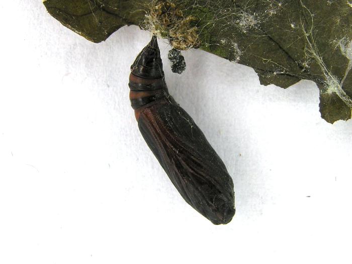 Herpetogramma pertextalis_2