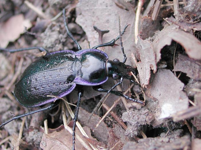 Carabus serratus_3