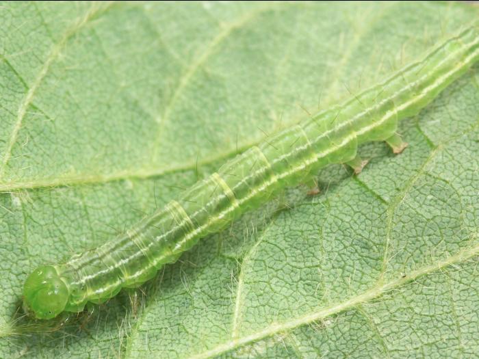 Noctuelle des légumineuses (Hypena scabra)_4