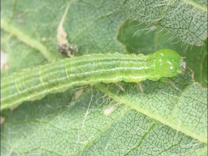 Noctuelle des légumineuses (Hypena scabra)_6