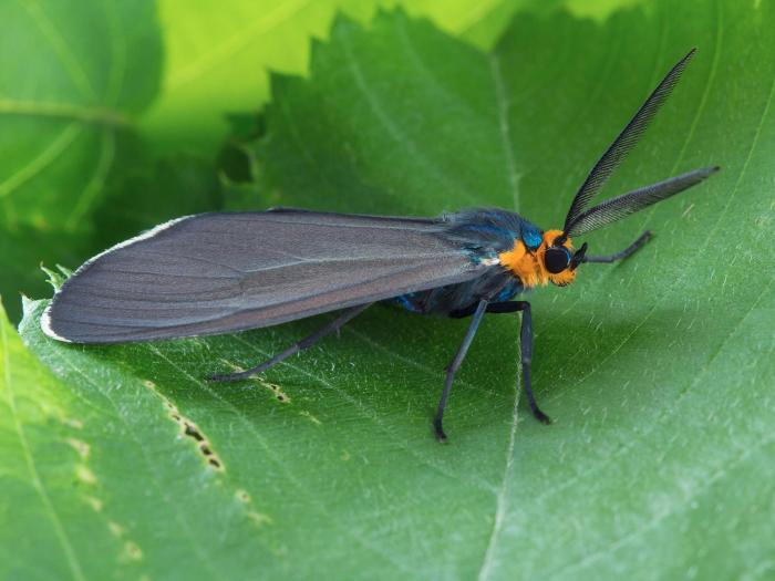 Cténuche de Virginie (Ctenucha virginica)_5