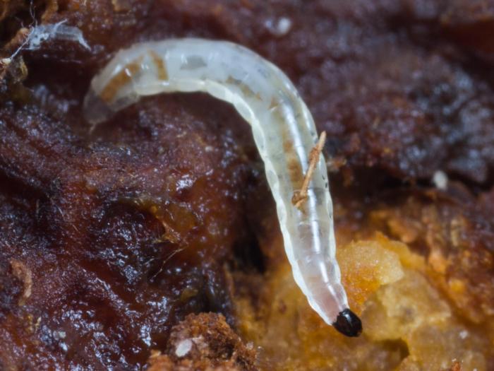 Sciaridés (Sciaridae)