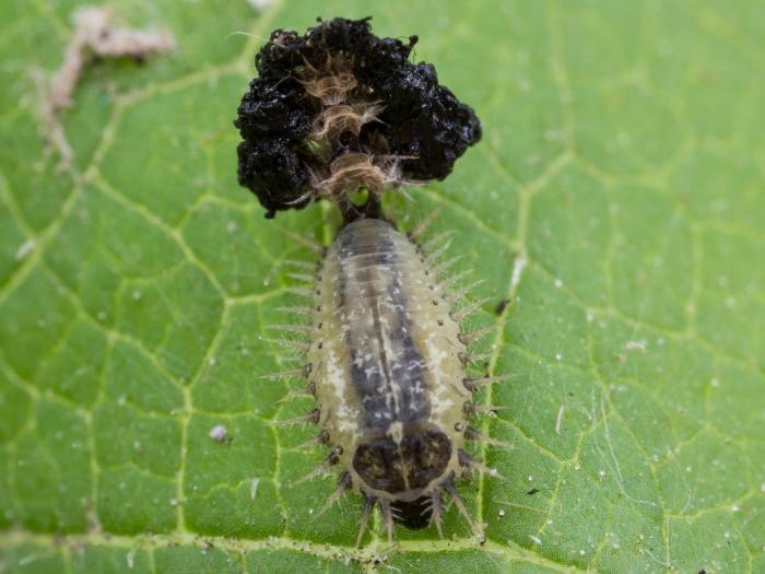 Casside verte (Cassida rubiginosa)_6