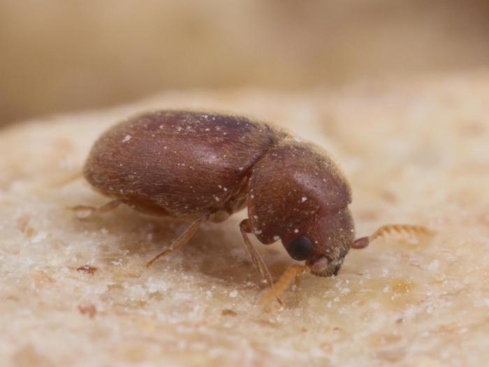 Lasioderme du tabac (Lasioderma serricorne)_3