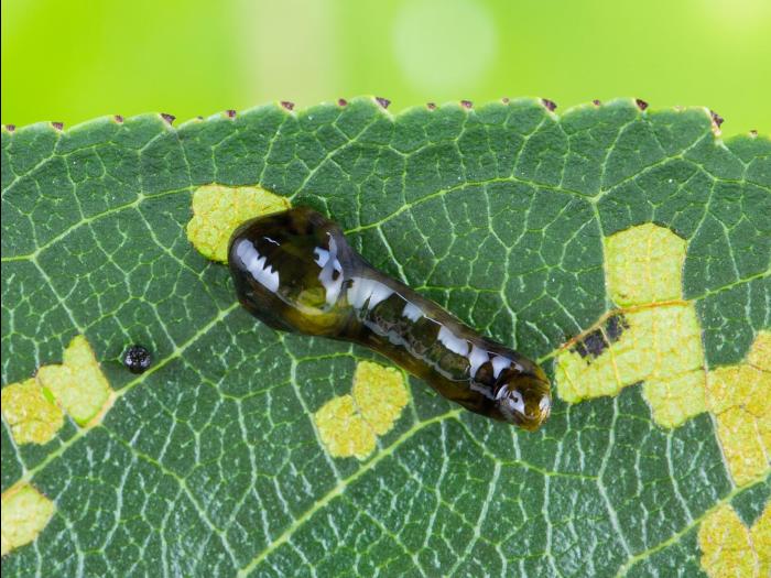 Tenthrède-limace rosacée (Caliroa cerasi) _3