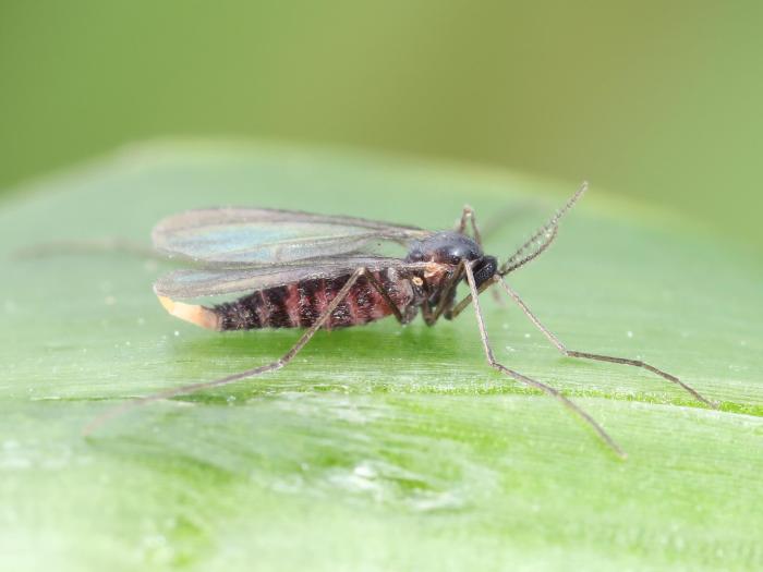 Mouche de Hesse (Mayetiola destructor)_6