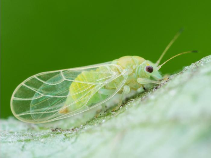 Psylle du pommier (Cacopsylla mali)_1