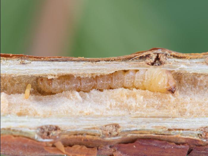 Anneleur framboisier (Oberea affinis)_6