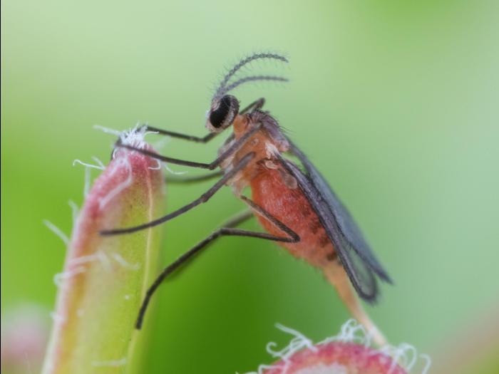 Cécidomyie des atocas (Dasineura oxycoccana)_11