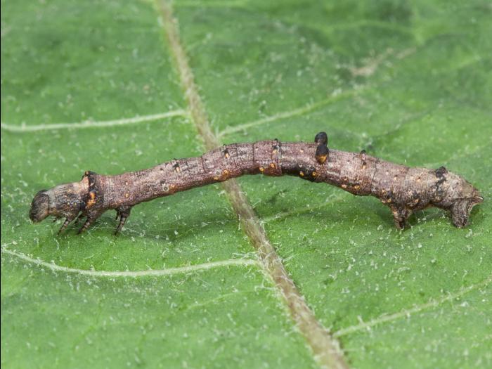 Arpenteuse bituberculée (Eutrapela clemataria)_7