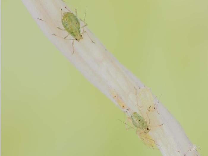 Puceron vert du pêcher (Myzus persicae)_5