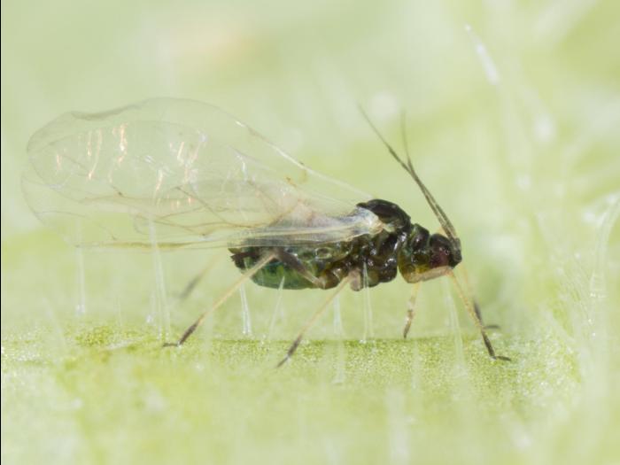Puceron du melon (Aphis gossypii)_5