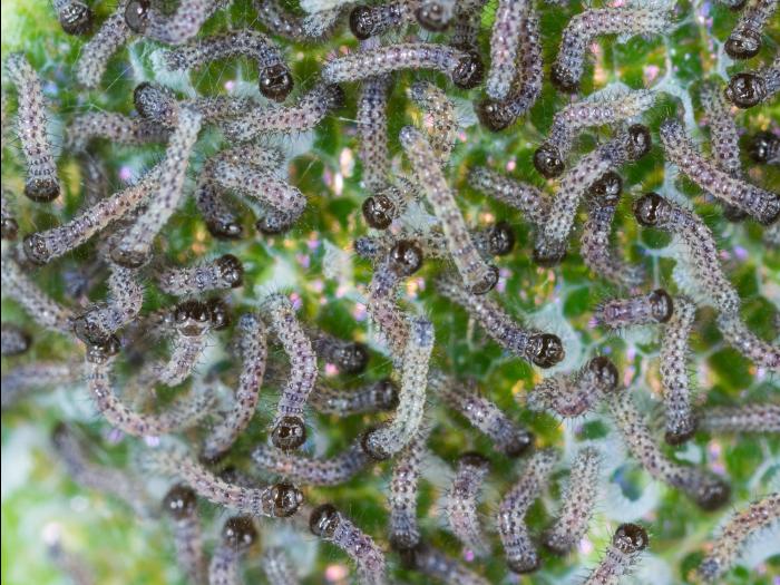 Fiancée (Noctua pronuba)_8