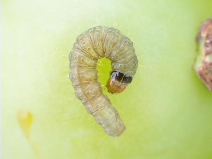 Tordeuse de la vigne (Paralobesia viteana)_2