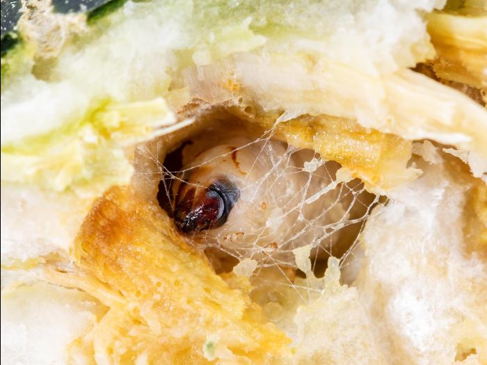 Perceur de la courge (Melittia cucurbitae)_6