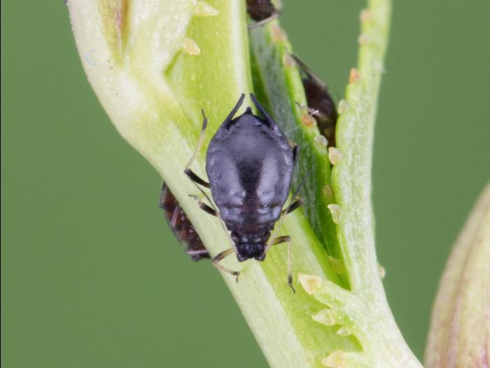 Puceron du cerisier (Myzus cerasi)_4