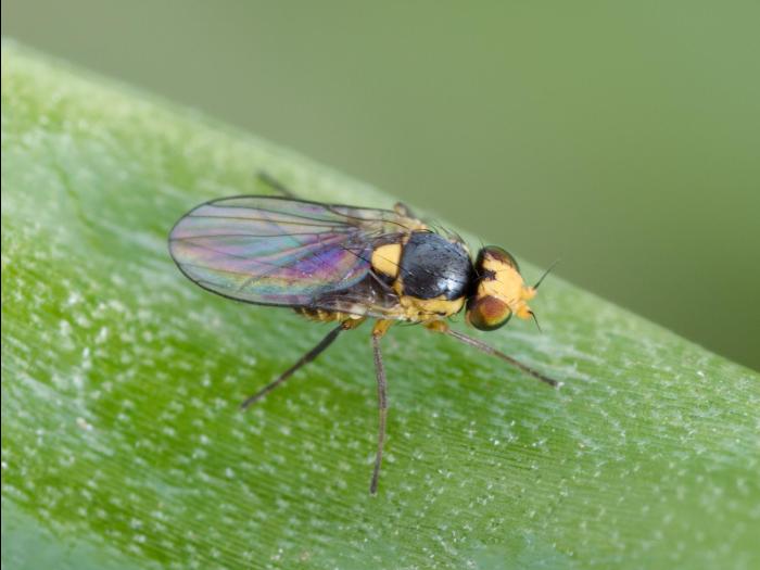 Mouche mineuse américaine (Liriomyza trifolii)_4