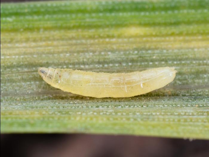 Oscinie des céréales (Oscinella pusilla)_2