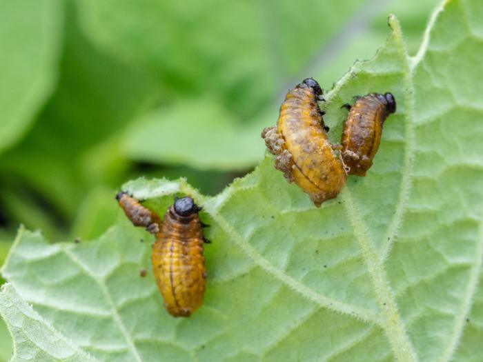 Chrysomèle trirayée de la pomme de terre (Lema daturaphila)_5