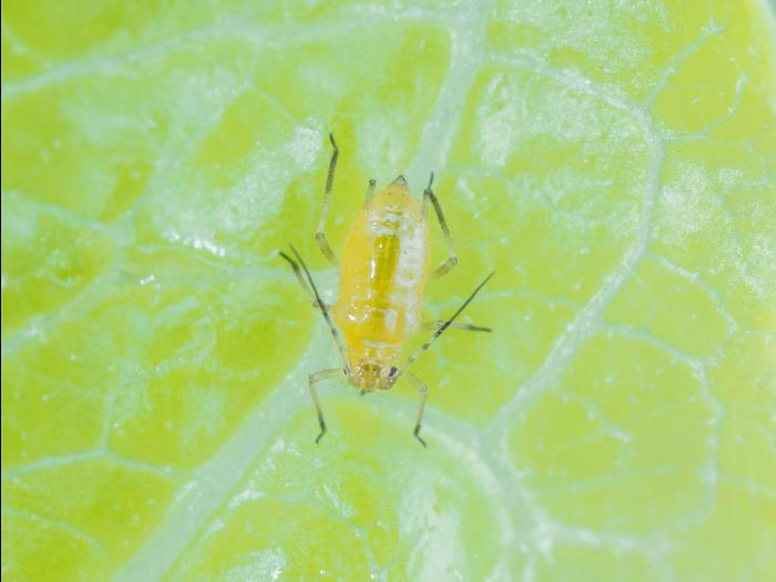 Puceron de la laitue (Nasonovia ribisnigri)