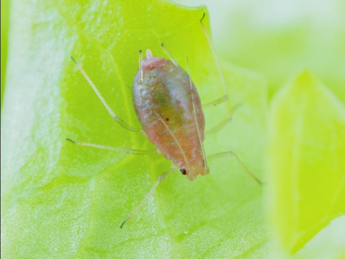 Puceron vert du pêcher (Myzus persicae)_7