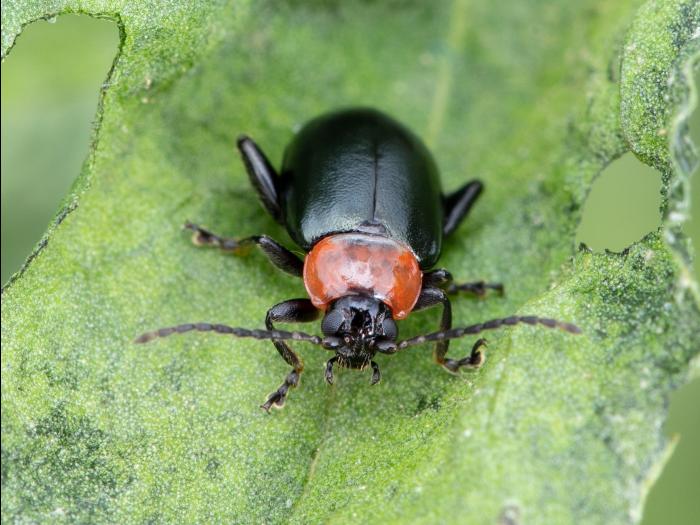 Altise épinard (Disonycha xanthomelas)_3