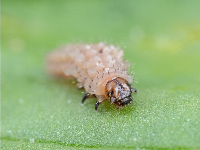 Altise épinard (Disonycha xanthomelas)_7