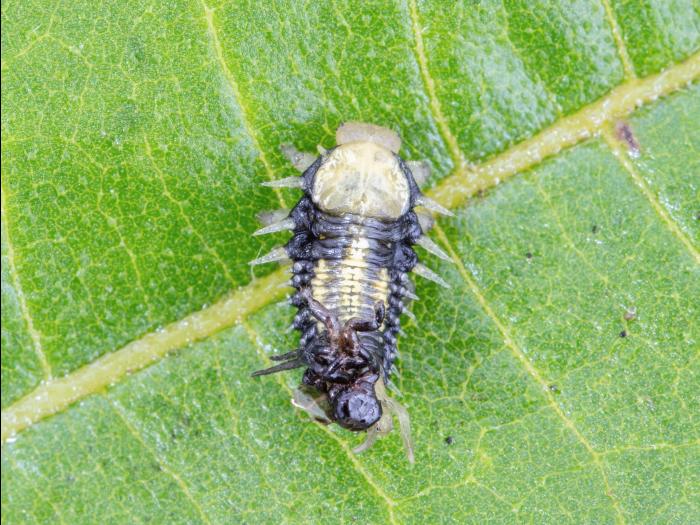 Physonota helianthi_4