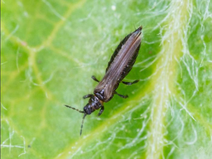 Thrips du poirier (Taeniothrips inconsequens)_1