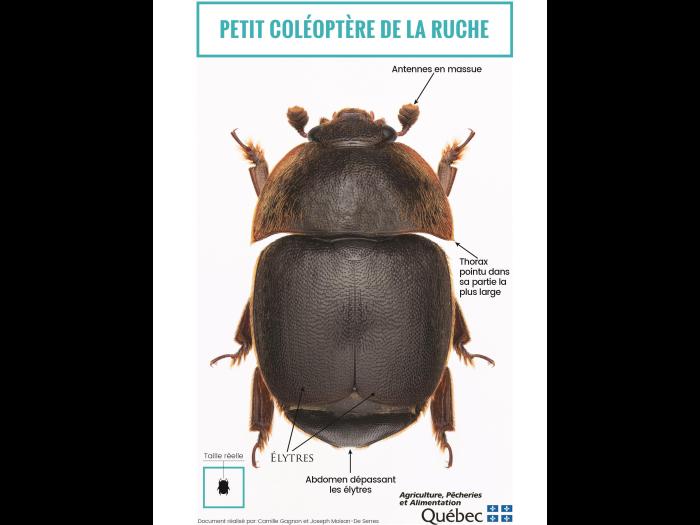 Petit coléoptère de la ruche (Aethina tumida)