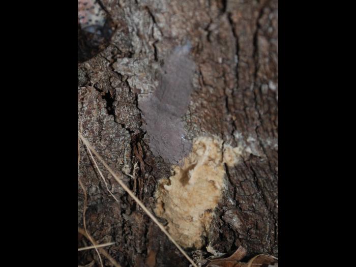 Fulgore  tacheté (Lycorma delicatula)_8