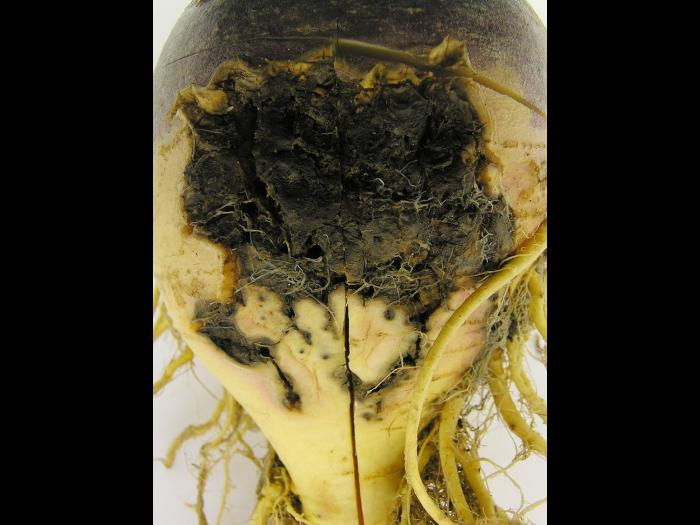 Rutabaga - Mouche des semis (Delia platura)_3