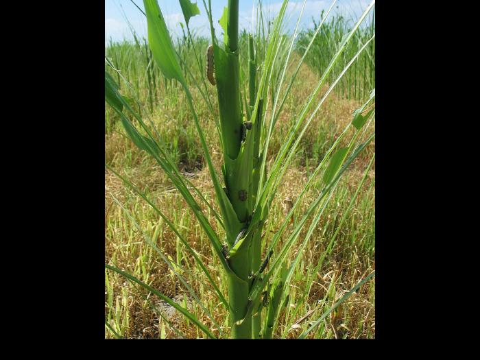 Maïs grain et fourrager - Légionnaire uniponctuée (Mythimna unipuncta)_2