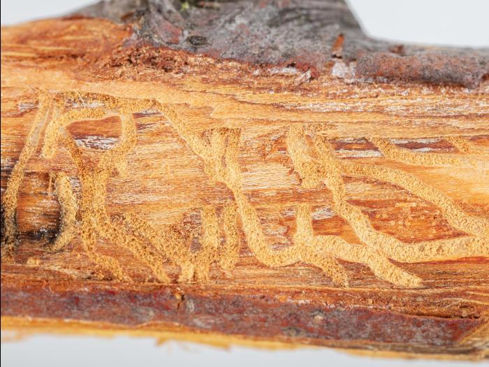 Pomme - Scolyte des arbres fruitiers (Scolytus rugulosus)_1